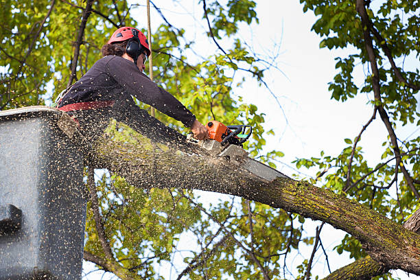 How Our Tree Care Process Works  in  Church Hill, TN